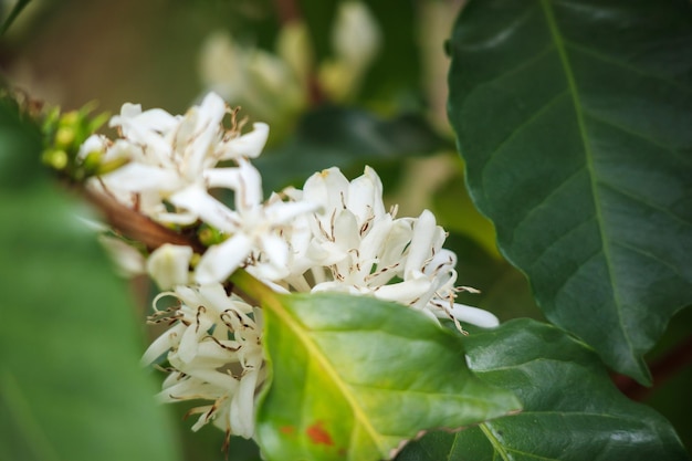 Flores de café con leche en la plantación de árboles de hojas verdes de cerca