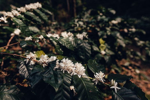 Flores de café en la plantación.