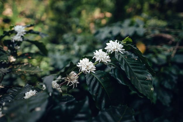 Flores de café en la plantación.