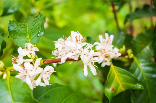 flores de cafe