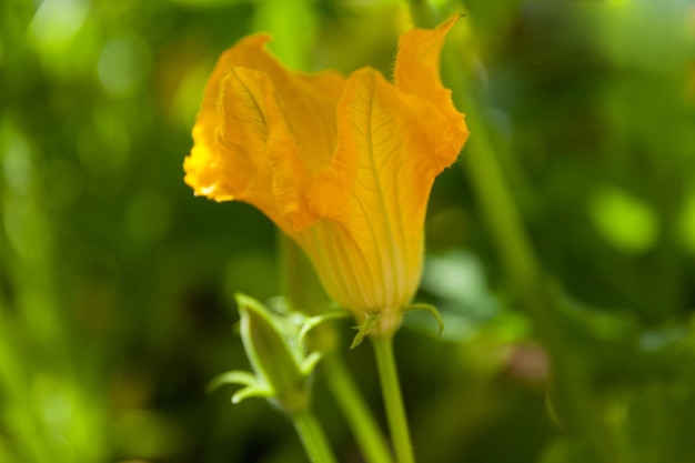 Flores de calabacín en un primer plano de fondo verde