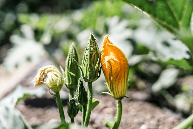 Flores de calabacín verde naranja ang cerca de crecer en semillero de tierra abierta comida vegana calabaza de tuétano