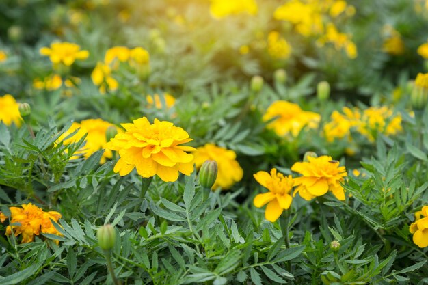 Flores de caléndula amarilla en jardín y luz amarilla por la mañana.