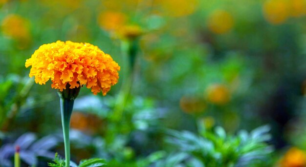 Flores de caléndula en un campo en un día sin sol campo agrícola con flor