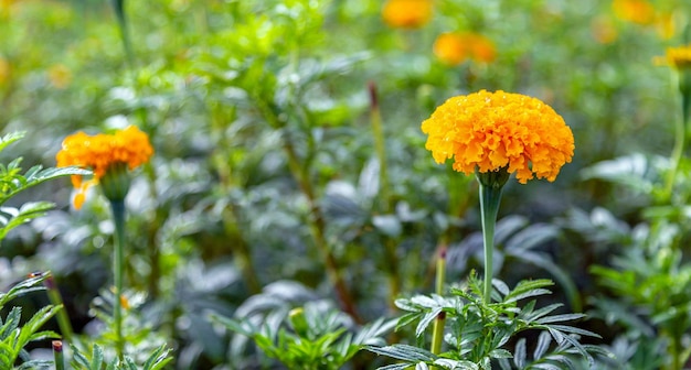 Flores de caléndula en un campo en un día sin sol campo agrícola con flor