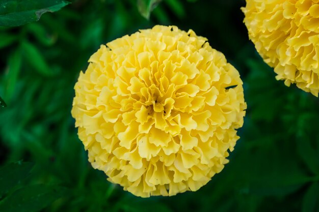 Flores de caléndula en el desenfoque de jardín