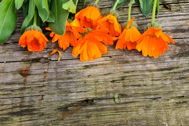 Flores de caléndula en el fondo de madera