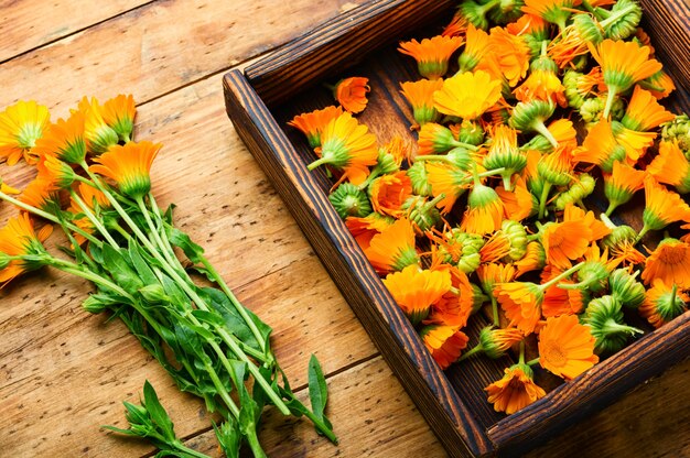 Flores de caléndula frescas en la medicina herbal.Marigold, hierbas curativas sobre fondo de madera rústica