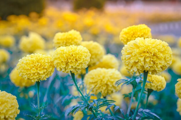 Flores de caléndula en el jardín borroso