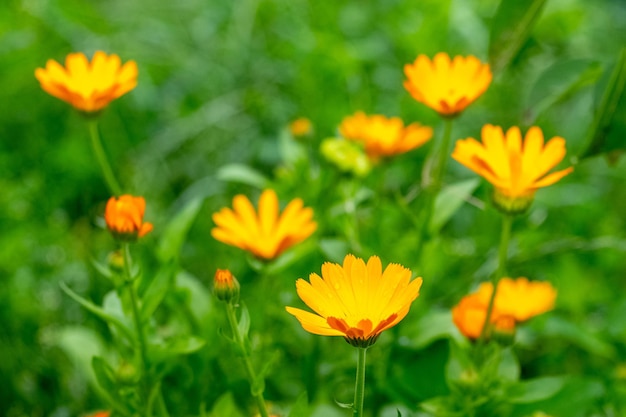 Flores de caléndula en el jardín sobre un fondo borroso