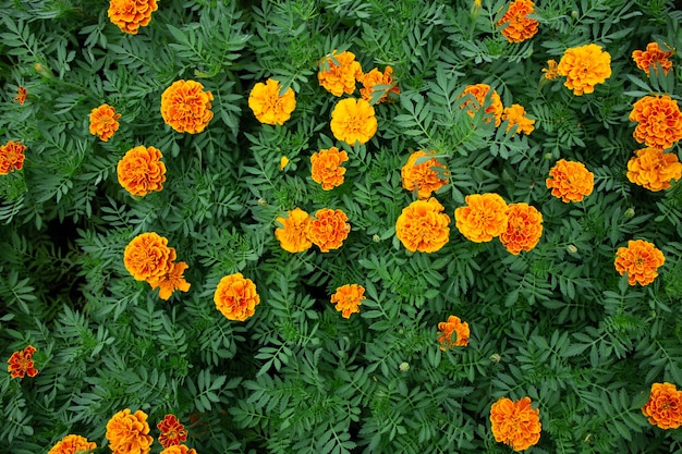 Flores de caléndula en jardín tropical