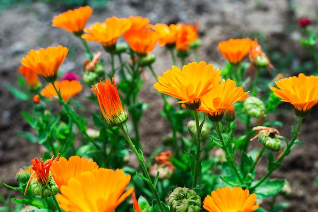 Flores de caléndula en el jardín