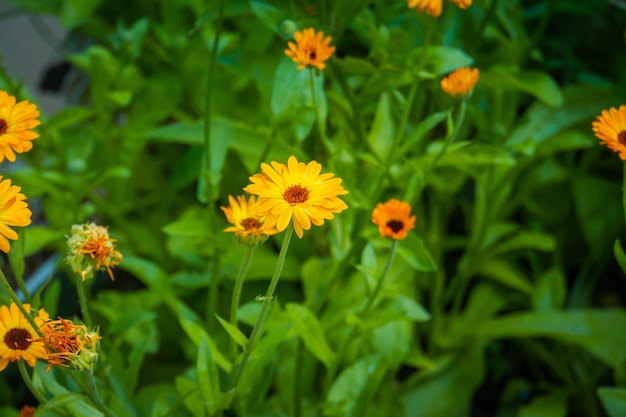 Flores de caléndula en el jardín