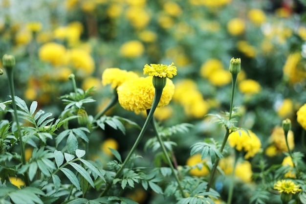 Flores de caléndula en el jardín.