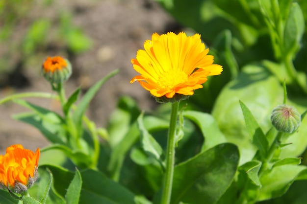 Flores de caléndula en el jardín