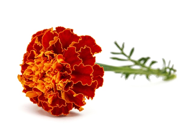 Flores de caléndula lat Tagetes aislado sobre fondo blanco.