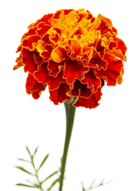 Flores de caléndula lat Tagetes aislado sobre fondo blanco.