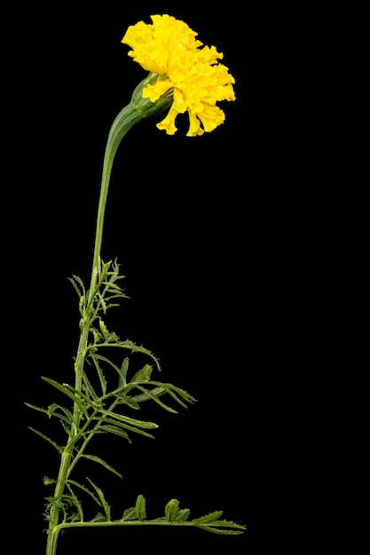 Flores de caléndula lat Tagetes aislado sobre fondo negro