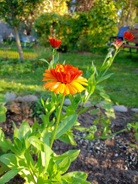 flores de calendula en un lecho de flores en el jardín en una noche soleada