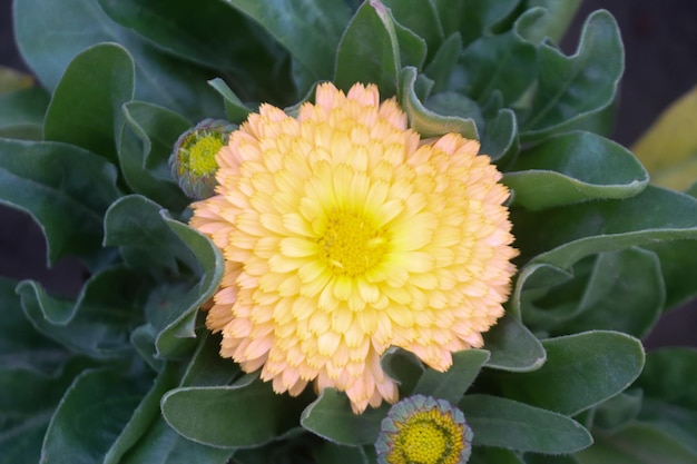 Las flores de la caléndula media alrededor de las hojas verdes