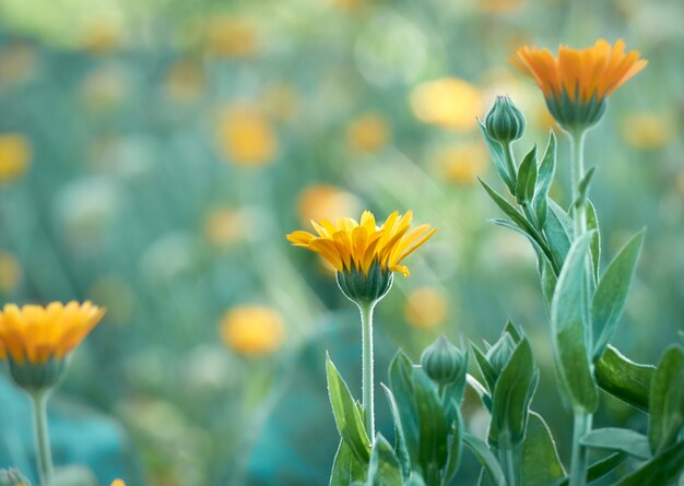 Flores de caléndula naranja brillante Calendula officinalis