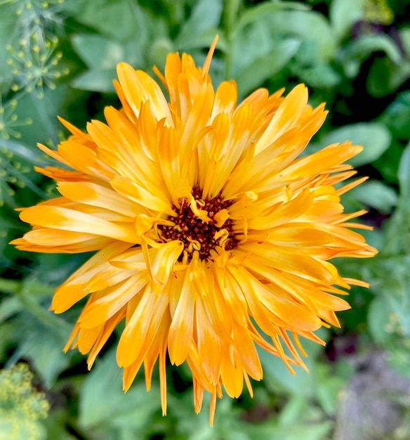 Flores de caléndula naranja. Flores de caléndula florecientes. Flores de caléndula orgánicas frescas