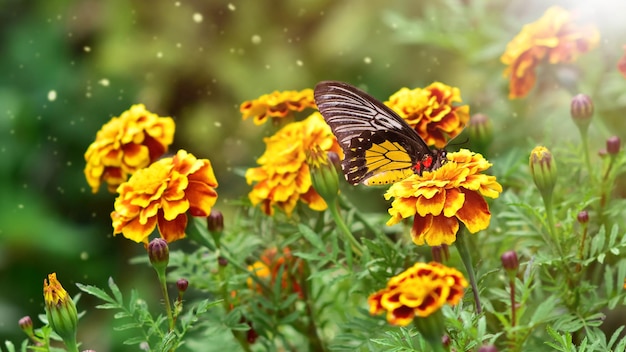 Flores de caléndula naranja con mariposa Fondo colorido otoño Tagetes