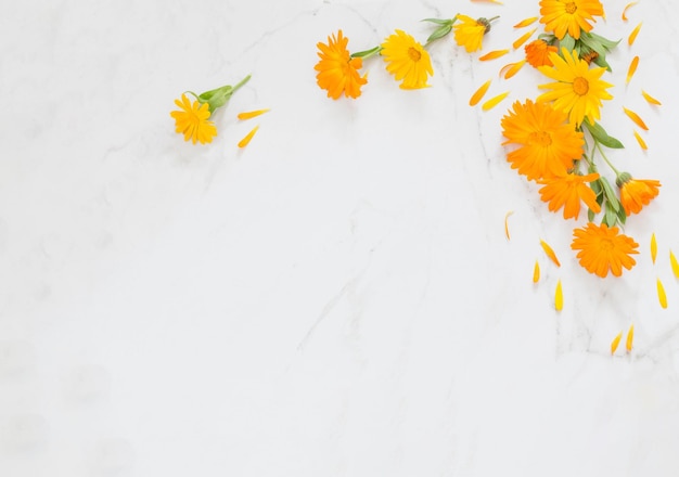 Flores de caléndula naranja sobre fondo de mármol blanco