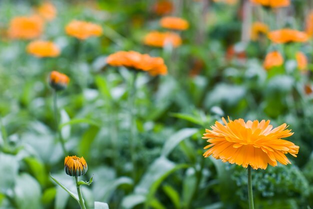 Flores de caléndula naranja sobre fondo verde borroso