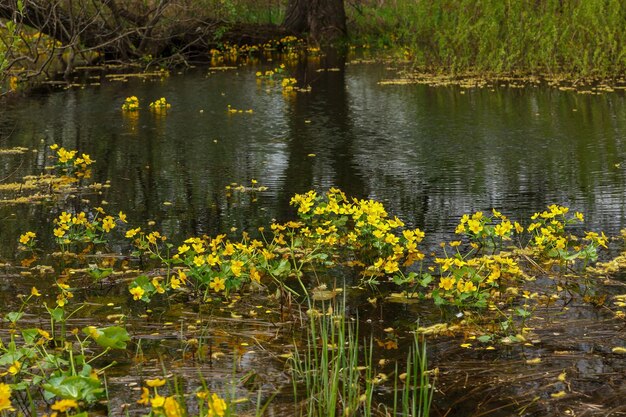 Flores de caléndula de pantano floreciendo