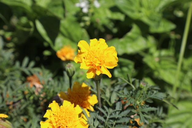 Flores de caléndula que florecen en el jardín primer plano de la foto