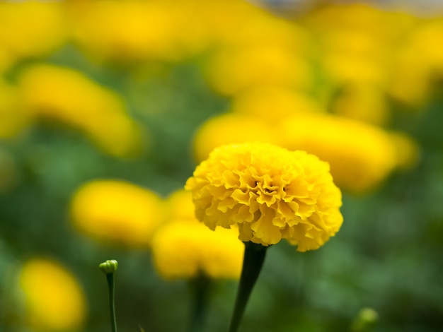 Flores de caléndula en recuerdo del rey Rama 9 de Tailandia.King Bhumibol Adulyadej