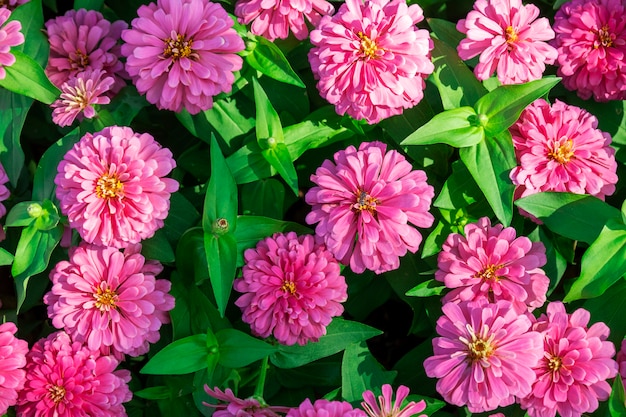 Foto flores de caléndula rosa