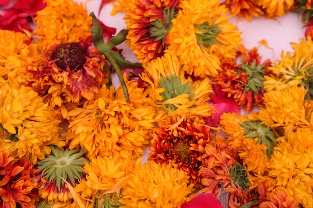 Flores de caléndula sobre fondo blanco