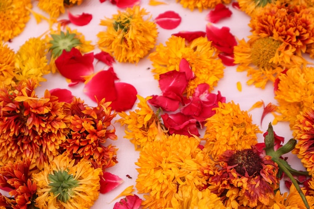 Flores de caléndula sobre fondo blanco