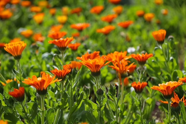 Flores de caléndula sobre un fondo natural jardín orangegreen borrosa