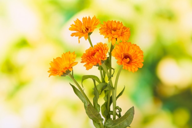 Flores de caléndula sobre un fondo verde