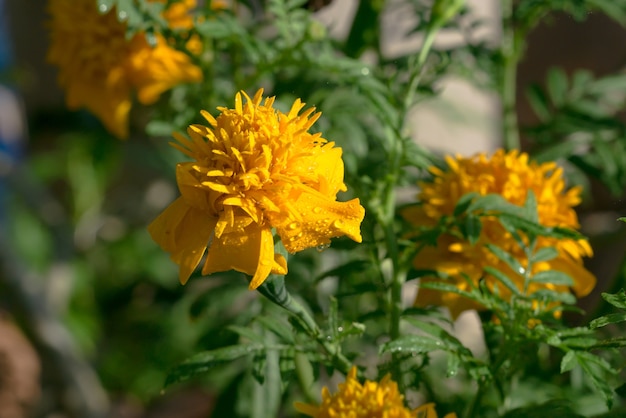 Flores de caléndula y sol en la mañana