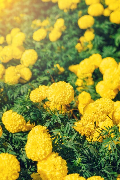 Flores de caléndula