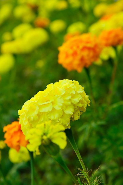 Flores de caléndula