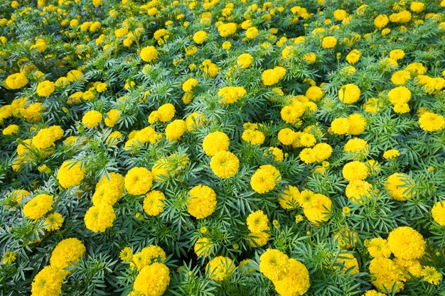 Flores de caléndula