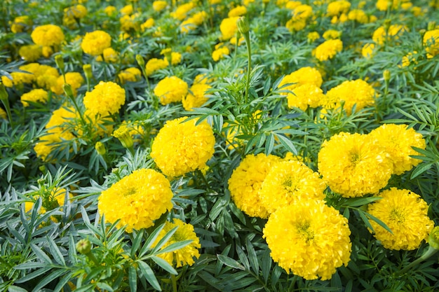 Flores de caléndula