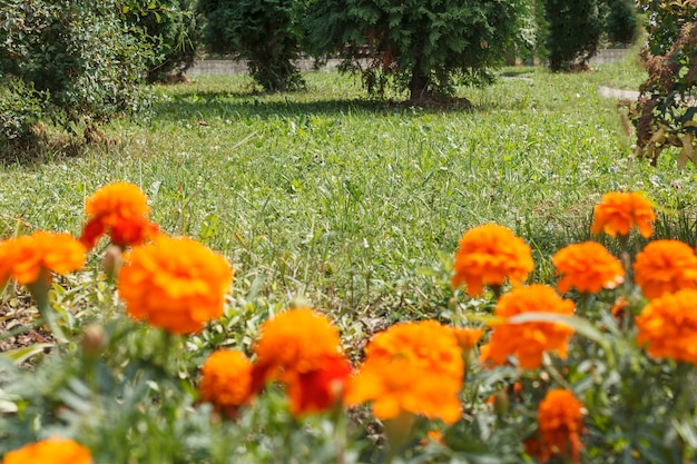 Flores de caléndulas naranja sobre un fondo de prados de hierba