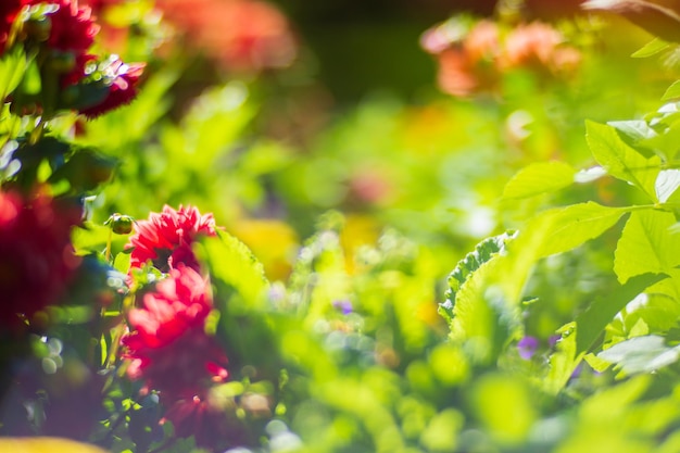 Flores en una cama cerca de la casa Hermoso paisaje natural de campo con un fuerte fondo borroso