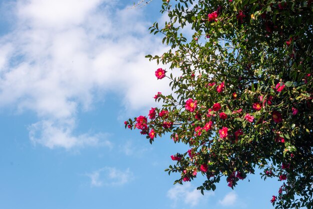 Las flores de camelia floreciendo en Corea