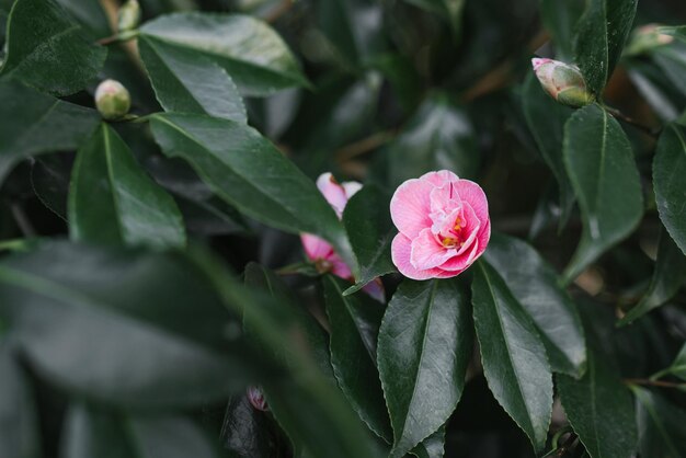 Flores de camelia rosa en un árbol de hoja perenne en el parque