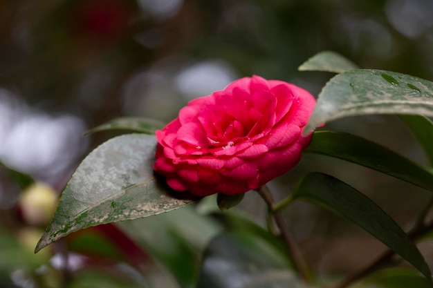 Las flores de Camellia Camellia japonica están en flor