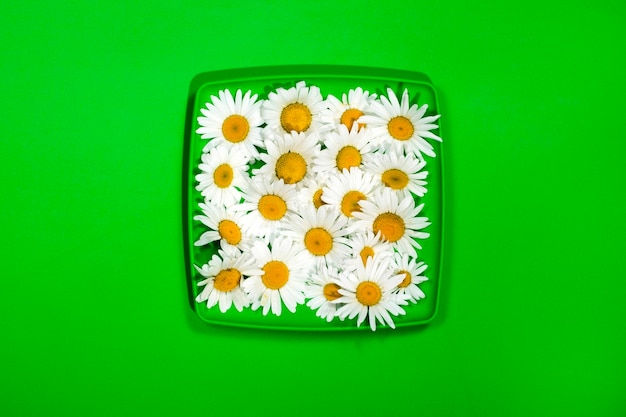 Flores de camomiles en un plato verde sobre un fondo verde