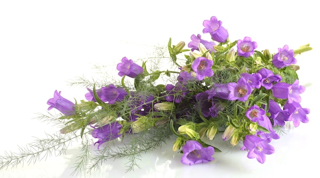 Flores de campana azul aisladas en blanco