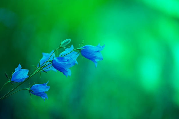 Flores de campana azul vintage verde